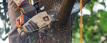 Best Tree Preservation Services  in Winchester, TN