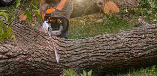 Best Stump Grinding and Removal  in Winchester, TN