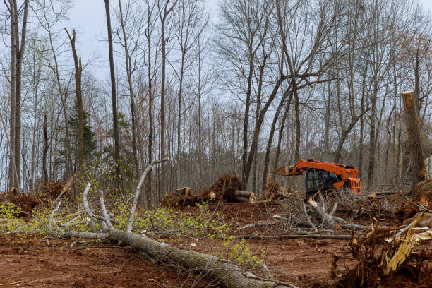 Best Lot and Land Clearing  in Winchester, TN