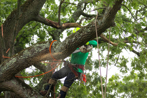 Best Root Management and Removal  in Winchester, TN