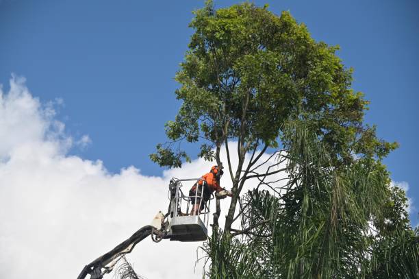 Best Utility Line Clearance  in Winchester, TN