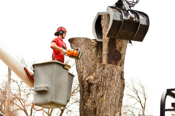 Best Tree Risk Assessment  in Winchester, TN